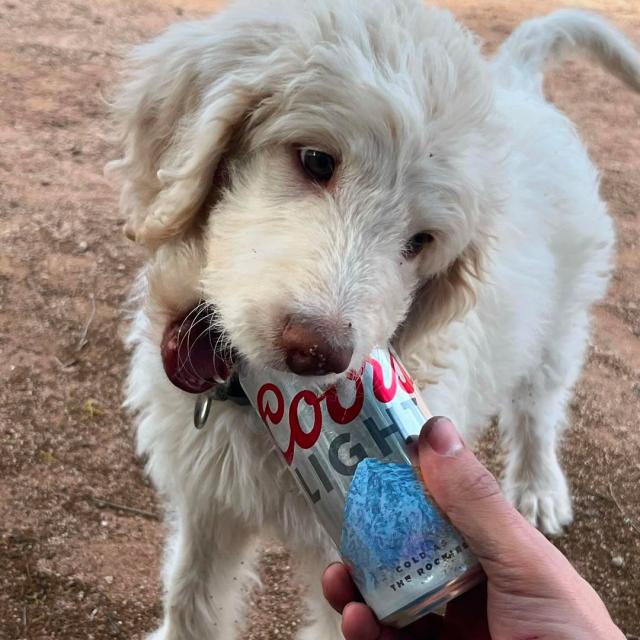 “GRAB ME A COLD ONE”- Tag a pup parent who should teach this trick
 
📸: @thelovelyjuliagulia